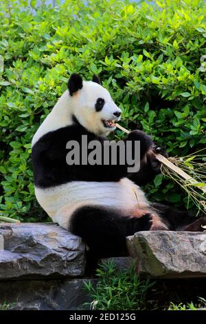 Panda gigante (Ailuropoda melanoleuca), alimentazione di adulti, in cattività, Adelaide, Australia del Sud, Australia Foto Stock