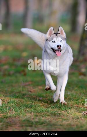 Husky siberiano (Canis lupus familiaris), adulto, femmina, running, cane da slitta, Renania-Palatinato, Germania Foto Stock