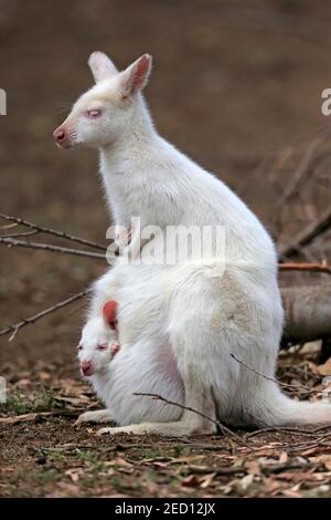 Wallaby a collo rosso (Macropus rufogriseus), canguro di Bennett, albino, adulto, femmina, giovanile, giovanile guardando fuori dal sacchetto, Cuddly Creek, sud Foto Stock