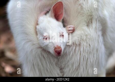 Wallaby dal collo rosso (Macropus rufegriseus), canguro di Bennett, albino, giovanile, ritratto, bambino che guarda fuori dal sacchetto, Cuddly Creek, Sud Foto Stock