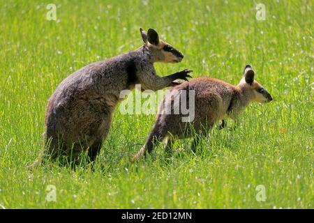 Wallaby palude (Wallabia bicolore), adulto, coppia, comportamento sociale, Cuddly Creek, Australia del Sud, Australia Foto Stock