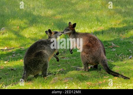 Wallaby palude (Wallabia bicolore), adulto, coppia, comportamento sociale, Cuddly Creek, Australia del Sud, Australia Foto Stock