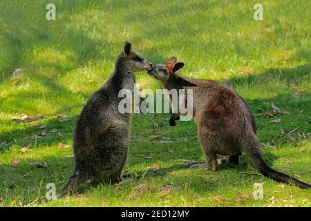 Wallaby palude (Wallabia bicolore), adulto, coppia, comportamento sociale, Cuddly Creek, Australia del Sud, Australia Foto Stock