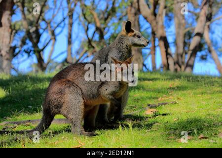 Wallaby palude (Wallabia bicolore), adulto, coppia, comportamento sociale, Cuddly Creek, Australia del Sud, Australia Foto Stock