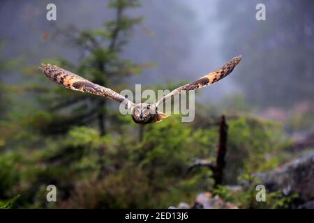 Gufo a long-eared (Asio otus), adulto, volo, autunno, Foresta Boemia, Repubblica Ceca Foto Stock