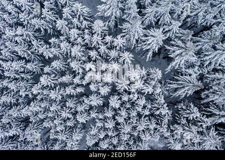 Vista aerea, con conifere innevate, abeti e spruces, nel Taunus, Oberreifenberg, Taunus, Schmitten, Assia, Germania Foto Stock