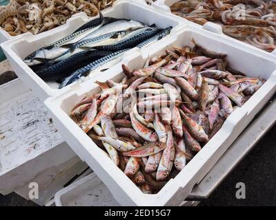 Mercato del pesce al porto di Trani, Trani, Puglia, Italia meridionale, Italia Foto Stock