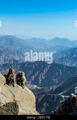 Baboons su rocce, Abha, Arabia Saudita Foto Stock