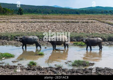 Bufali d'acqua, Myeik o Mergui, Myanmar Foto Stock