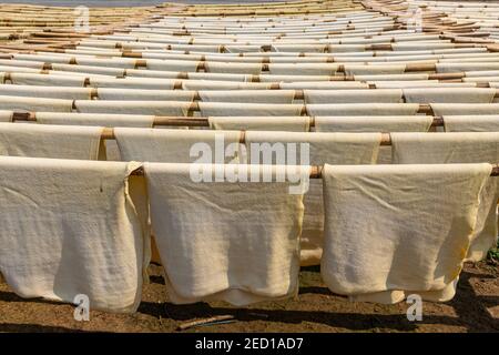 Fogli di gomma freschi fatti ad una piantagione di gomma vicino Myeik o Mergui, Myanmar Foto Stock