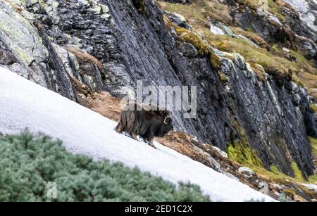 Muschio di bue (ovibos moschatus) nella tundra, Dovrefjell National Park, Oppdal, Norvegia Foto Stock