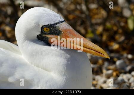 Nazca booby (Sula granti), ritratto, Isola di Genovesa, Galapagos, Ecuador Foto Stock