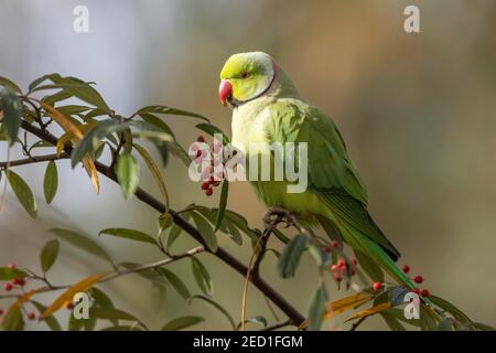 Parakeet rosa (Psittacula krameri) in un arbusto, foraging, free-living, Baden-Wuerttemberg, Germania Foto Stock