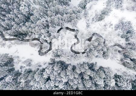 Immagine del drone, inverno nella foresta sveva, ruscello meandro, foresta mista, Baden-Wuerttemberg, Germania Foto Stock