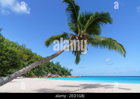 Spiaggia di sabbia Anse Georgette, Praslin, Seychelles Foto Stock