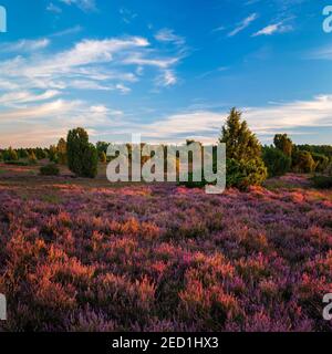 Tipico paesaggio di brughiera con erica in fiore e ginepro nella luce dell'ultima sera, Lueneburger Heide, bassa Sassonia, Germania Foto Stock