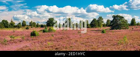 Panorama, tipico paesaggio di brughiera con erica in fiore sotto il cielo blu con le nuvole, Lueneburger Heide, bassa Sassonia, Germania Foto Stock