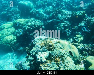 Barriere coralline in Aqaba la perla di Jordan snorkeling e. Immersione nel Mar Rosso Foto Stock