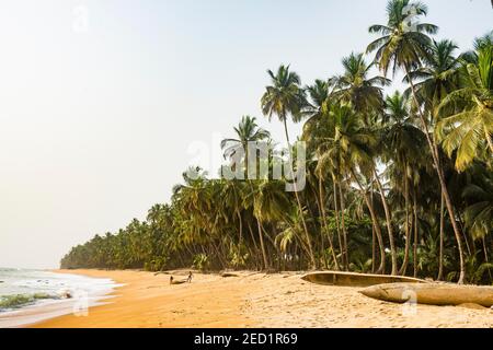 Palme e canoe, spiaggia sabbiosa a Neekreen vicino a Buchanan, Liberia Foto Stock