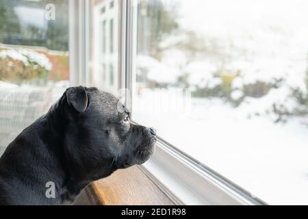 Il cane di Staffordshire Bull Terrier si affaccia da una finestra su un giardino innevato. Foto Stock