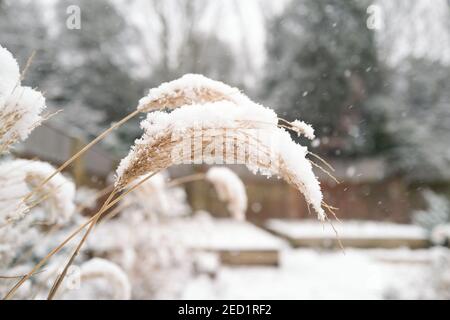 Miscanthus Sinensis "Capo Rosso" un'erba ornamentale ricoperta di neve in inverno Foto Stock