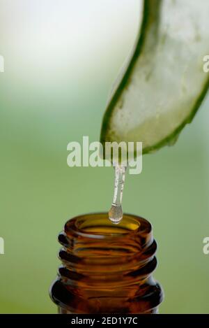 Aloe vera, gel che emerge da una foglia tagliata Foto Stock