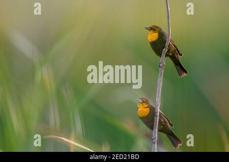 Blackbirds a testa gialla, Bosque del Apache National Wildlife Refuge, New Mexico, USA. Foto Stock