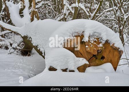 Albero innevato. Foresta invernale con tronco di quercia Foto Stock