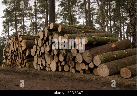 Stack di tronchi ad albero pronti per l'accesso in una foresta Foto Stock