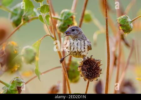 Pine Siskin, Bosque del Apache National Wildlife Refuge, New Mexico, USA. Foto Stock