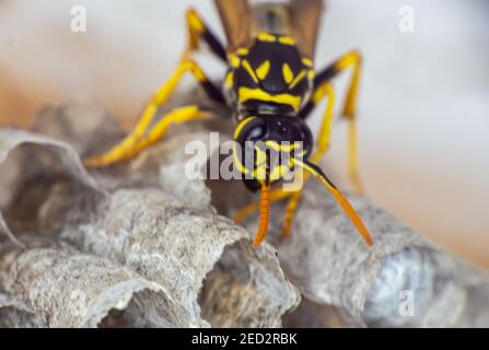 wasp seduto sulla parte superiore della macro di primo piano del nido di wasp Foto Stock