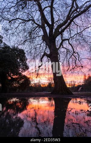 Un albero alto riflesso in una pozza al tramonto, Battersea Park, Londra, 3 febbraio 2021 Foto Stock