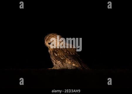 Gufo marrone disorientato in piedi a terra. Foto Stock