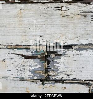 Tavole di legno bianche con vernice pelata, fiocchi e danni alle condizioni atmosferiche generali. Primo piano che mostra i dettagli. Foto Stock