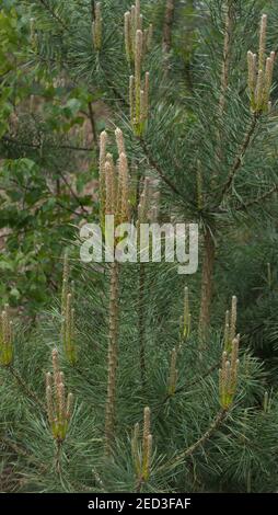 Pinus sylvestris, pino silvestre Foto Stock