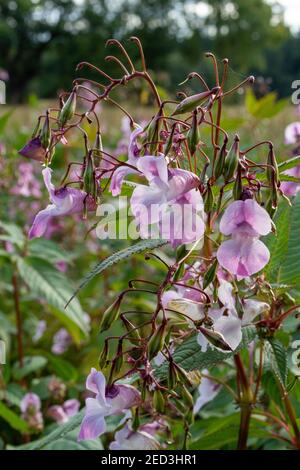 Himalayan Balsam, Monmouthshire e Brecon Canal, Monmouthshire, Galles. REGNO UNITO Foto Stock