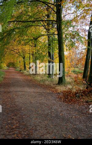 Wentwood Forest, Gwent Galles del Sud-Est, autunno Foto Stock