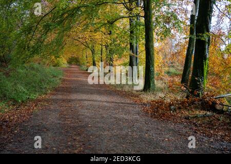 Wentwood Forest, Gwent Galles del Sud-Est, autunno Foto Stock