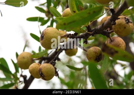 pere al lievito di mandorle frutta che cresce su un albero in un giardino frutteto. Foto Stock