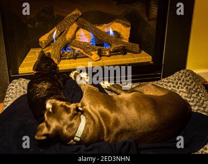 gatto nero e cane grigio ottenere caldo e accogliente vicino caminetto Foto Stock