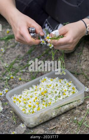 le mani femminili tagliano le teste di camomilla raccolte in una scatola di plastica Foto Stock