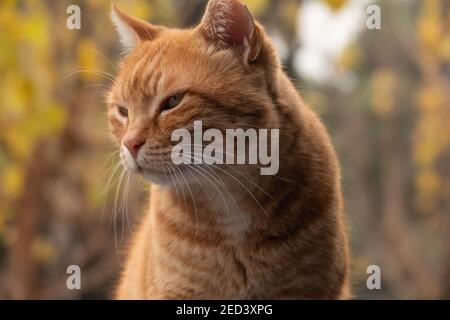 Il gatto rosso zenzero di strada nel giardino primaverile si alza e si guarda via. Ritratto di strada Foto Stock