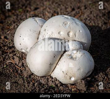 Calvatia gigantea - Fungi di Puffball Giganti. Trovato in un gadget in Yorkshire, Inghilterra, Regno Unito Foto Stock