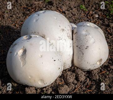 Calvatia gigantea - Fungi di Puffball Giganti. Trovato in un gadget in Yorkshire, Inghilterra, Regno Unito Foto Stock