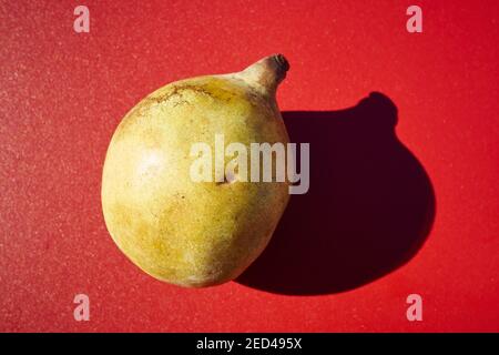 Asimina Triloba, il Pawpaw americano, un frutto nativo dell'albero. Foto Stock