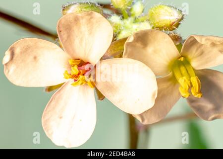 Arabidopsis thaliana, la tress thale, la tress mouse-ear o arabidopsis, è una piccola pianta fiorente originaria dell'Eurasia e dell'Africa. È un modello di org popolare Foto Stock