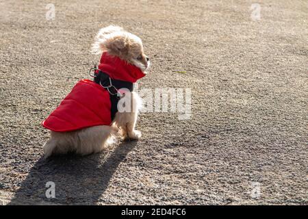 Un piccolo cucciolo che si mantiene caldo in un cappotto rosso Foto Stock