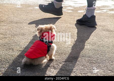 Un piccolo cucciolo che si mantiene caldo in un cappotto rosso Foto Stock