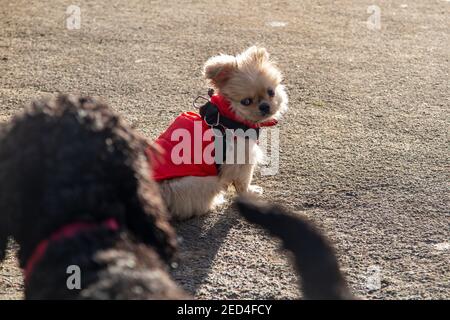 Un piccolo cucciolo che si mantiene caldo in un cappotto rosso Foto Stock