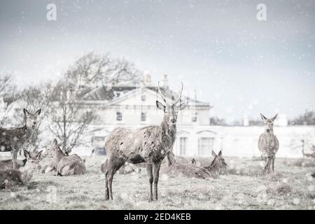 I cervi si riuniscono nella neve al di fuori del White Lodge a Richmond Parcheggio Foto Stock